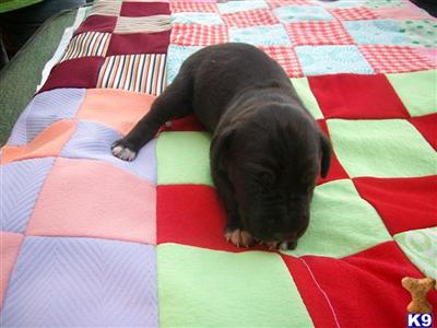 Puppies in TN